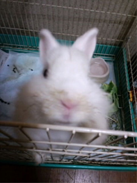 usagi