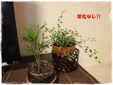 plant3